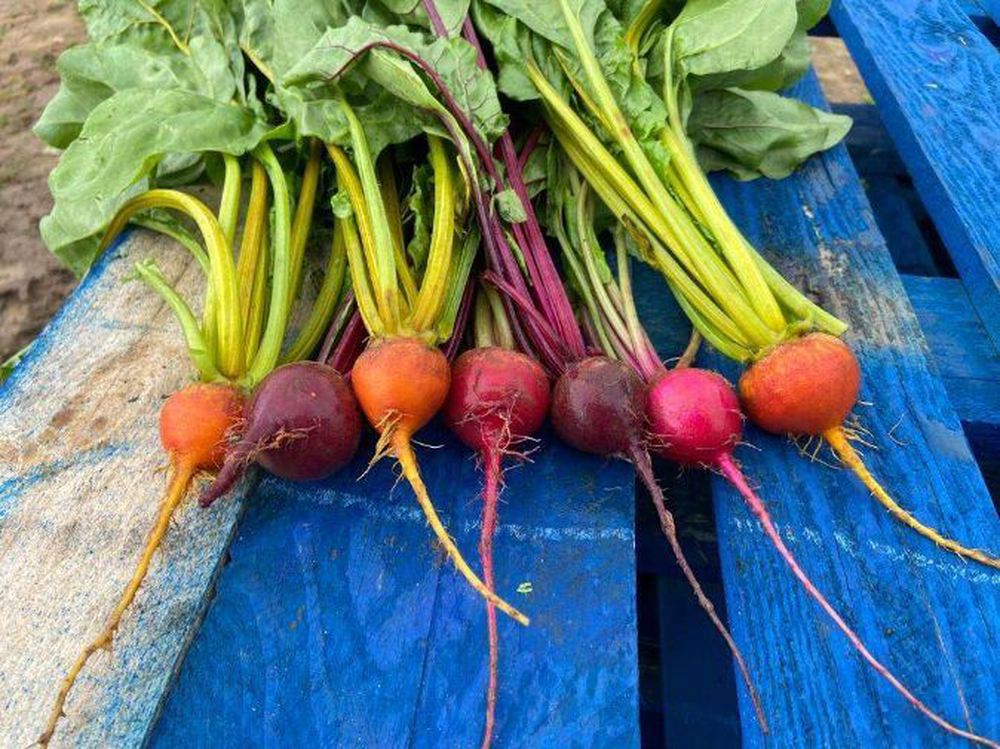 Beetroot - Rainbow Bunched (Suffolk, UK)