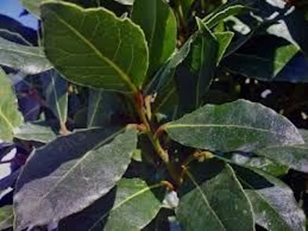 Bay Leaves Fresh 25g (Own Grown)