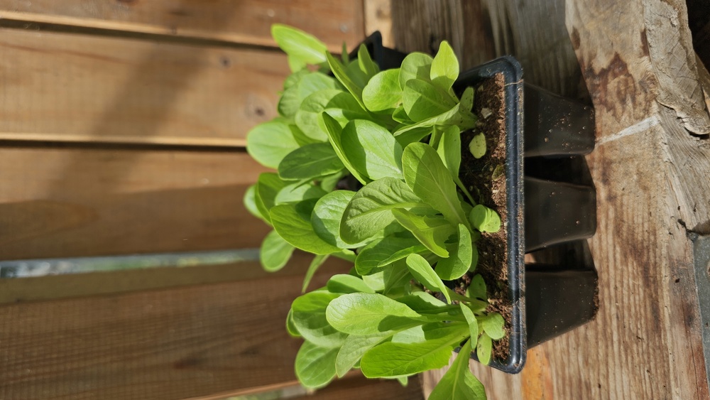 ( Plugs x6) Lettuce - Little gem Maureen(Own Grown)
