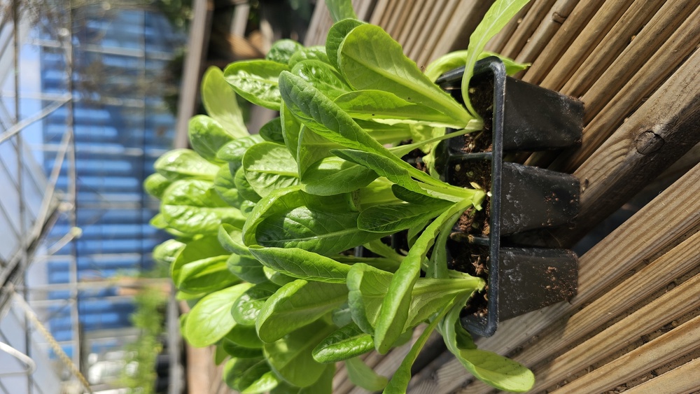 ( Plugs x6) Lettuce - Little gem Maureen(Own Grown)