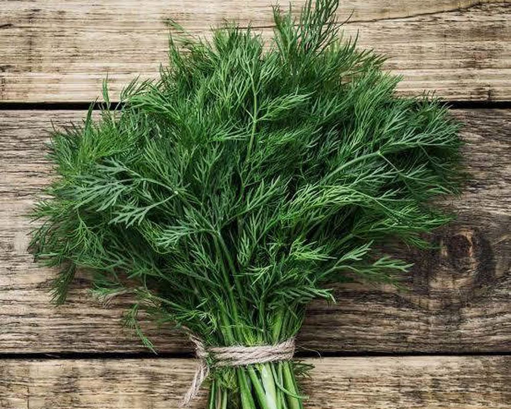 Herb - Dill Leaves LC