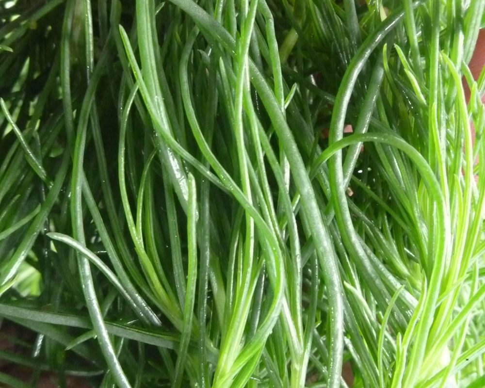 Agretti