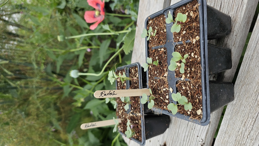 ( Plugs x6) Radish - Black Spanish Round(Own Grown)