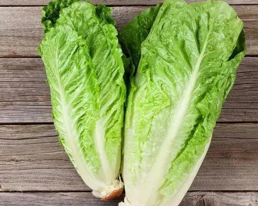 Lettuce  - Cos EKG