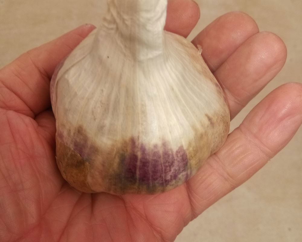 Garlic large (100g+)