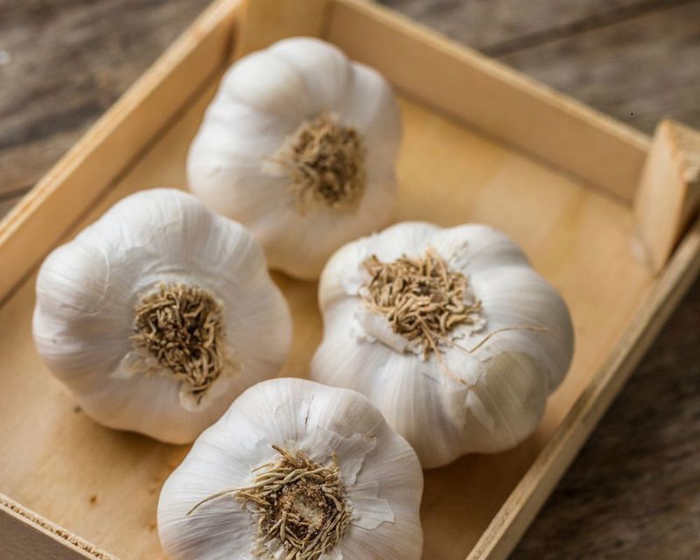 Garlic large (100g+)