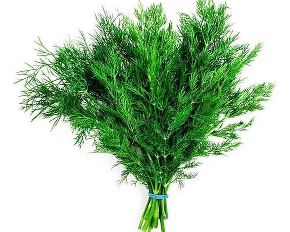 Dill - Fresh Leaf