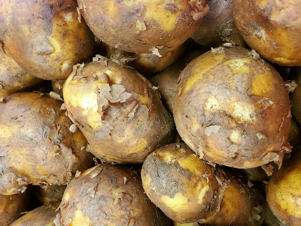 New potatoes - Colleen 5kg sack