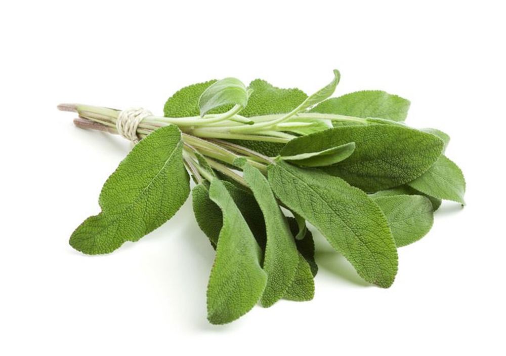 Herbs: Sage