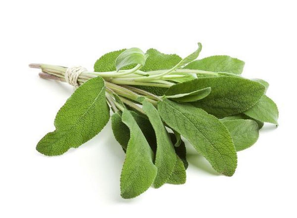 Herbs: Sage (BUNCH)
