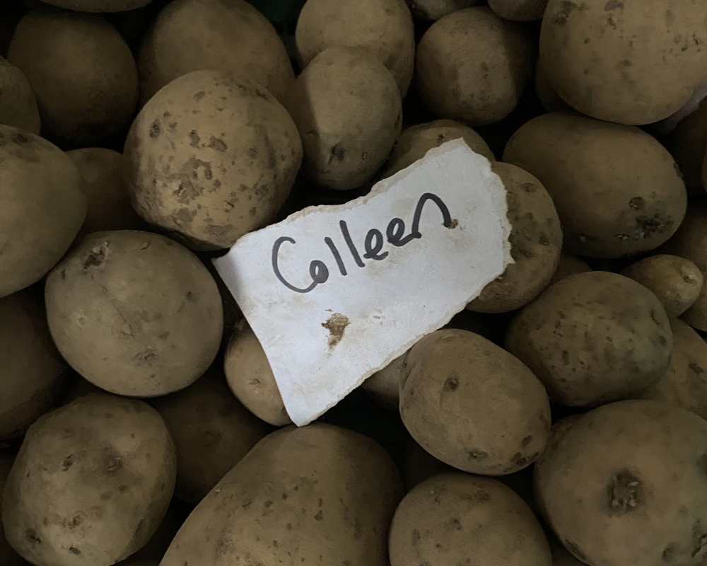 Seed Potato Colleen