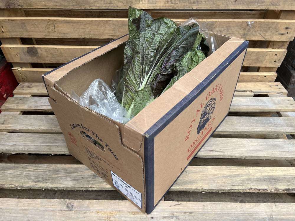 Cabbage: Chinese Red
