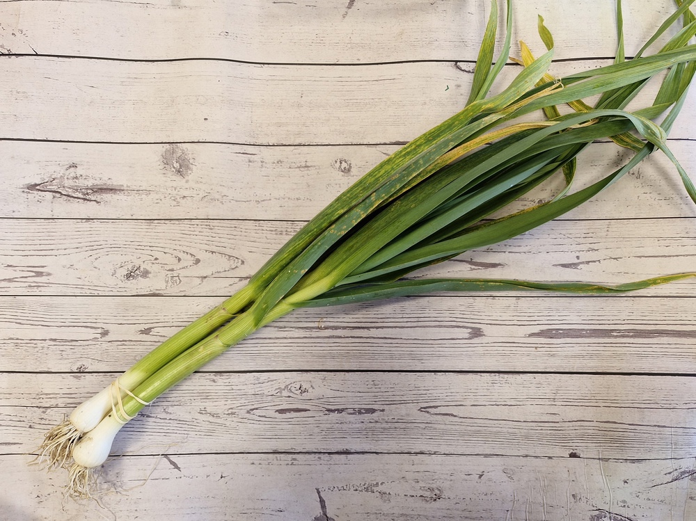 Green Garlic