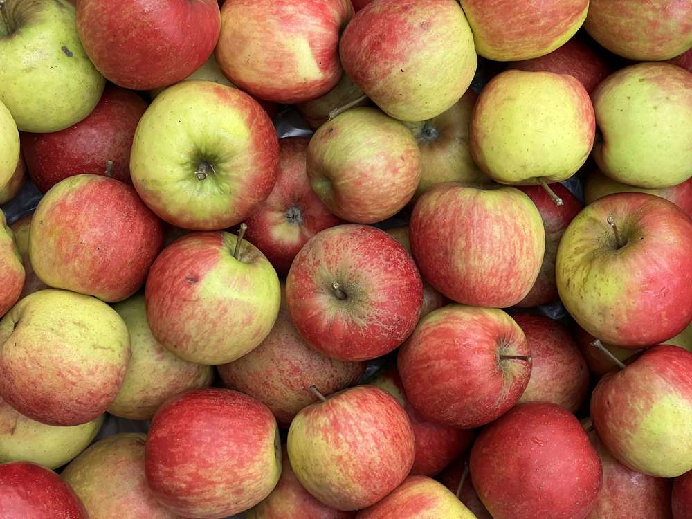 Apples - Falstaff (Herefordshire, UK)