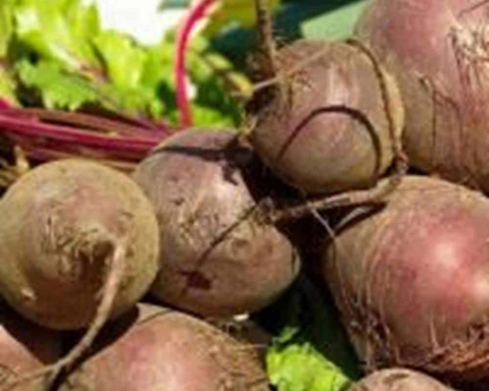 Organic Beetroot