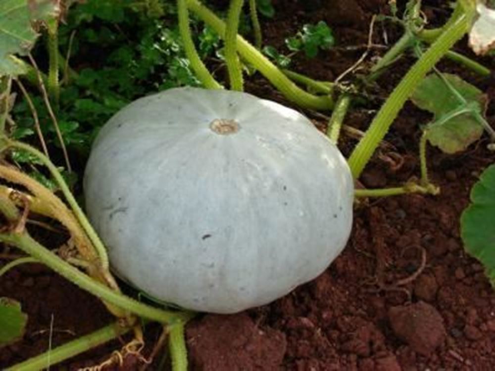 Squash - Crown Prince Organic