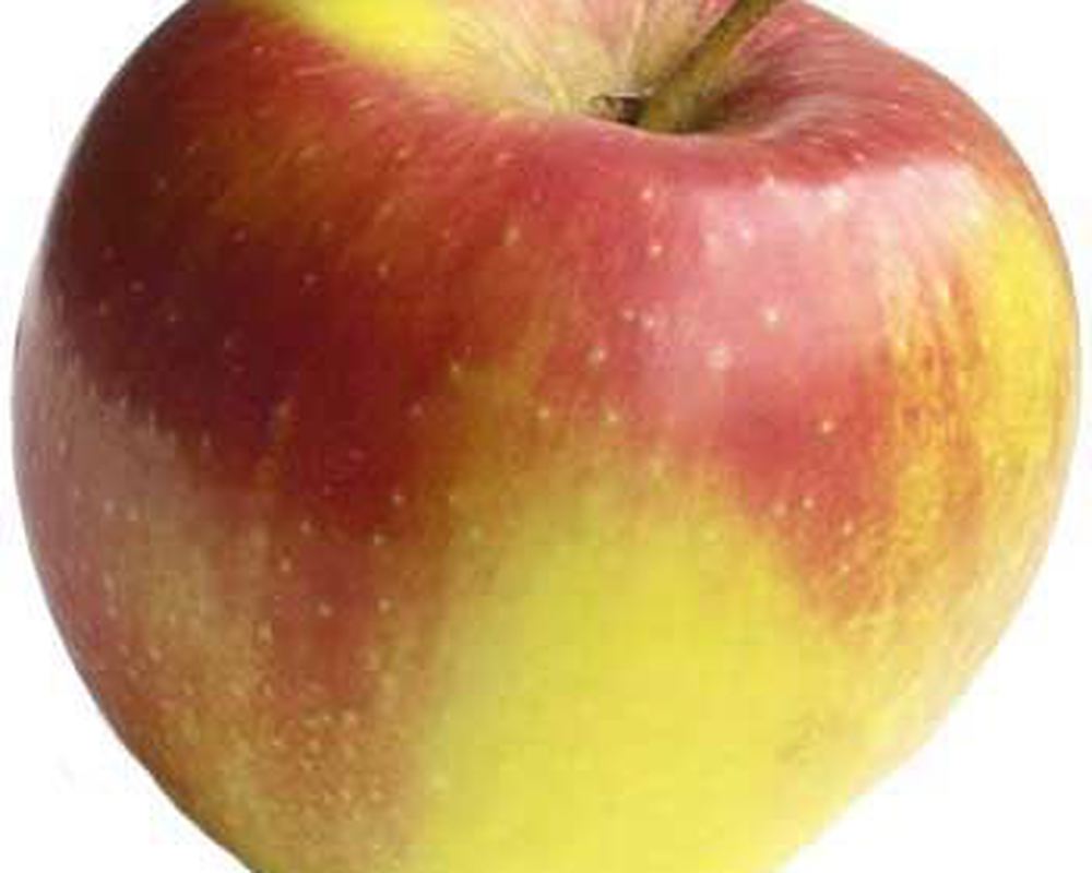 Apple: Jonagold