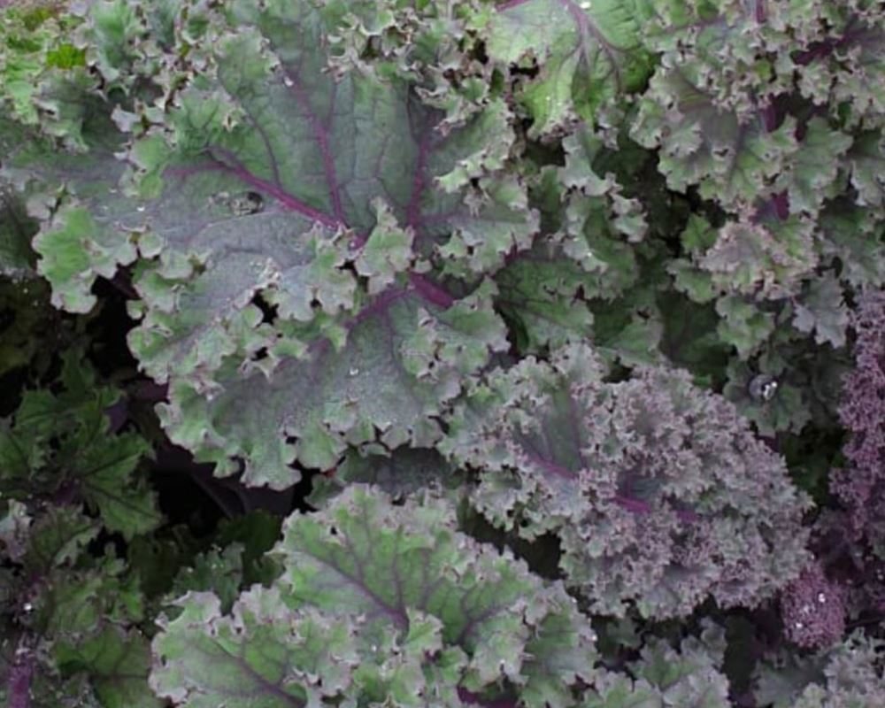 Kale (Curly purple)