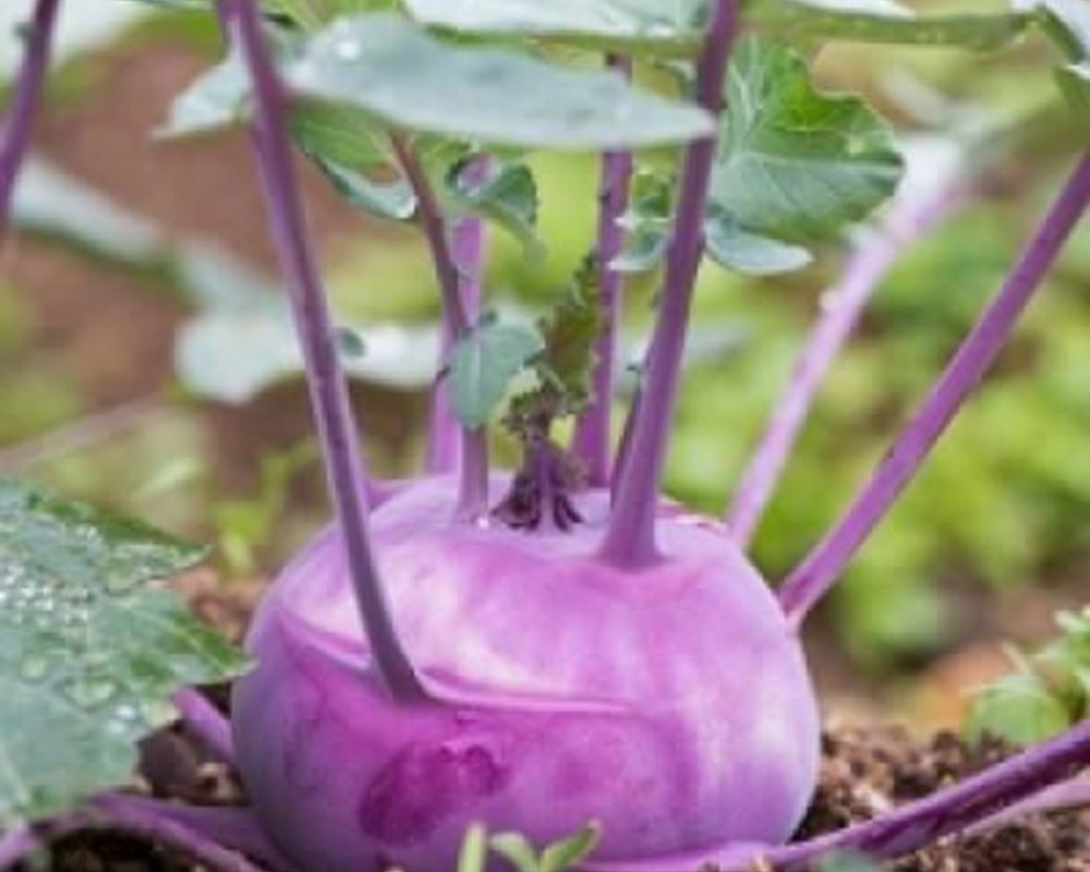 Kohlrabi - Organic