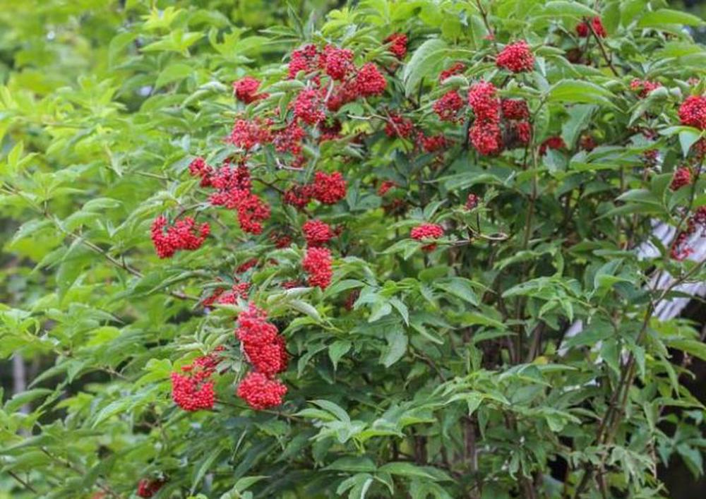 Elderberry - Red Berried