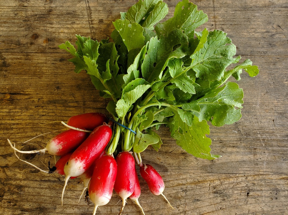 Radish