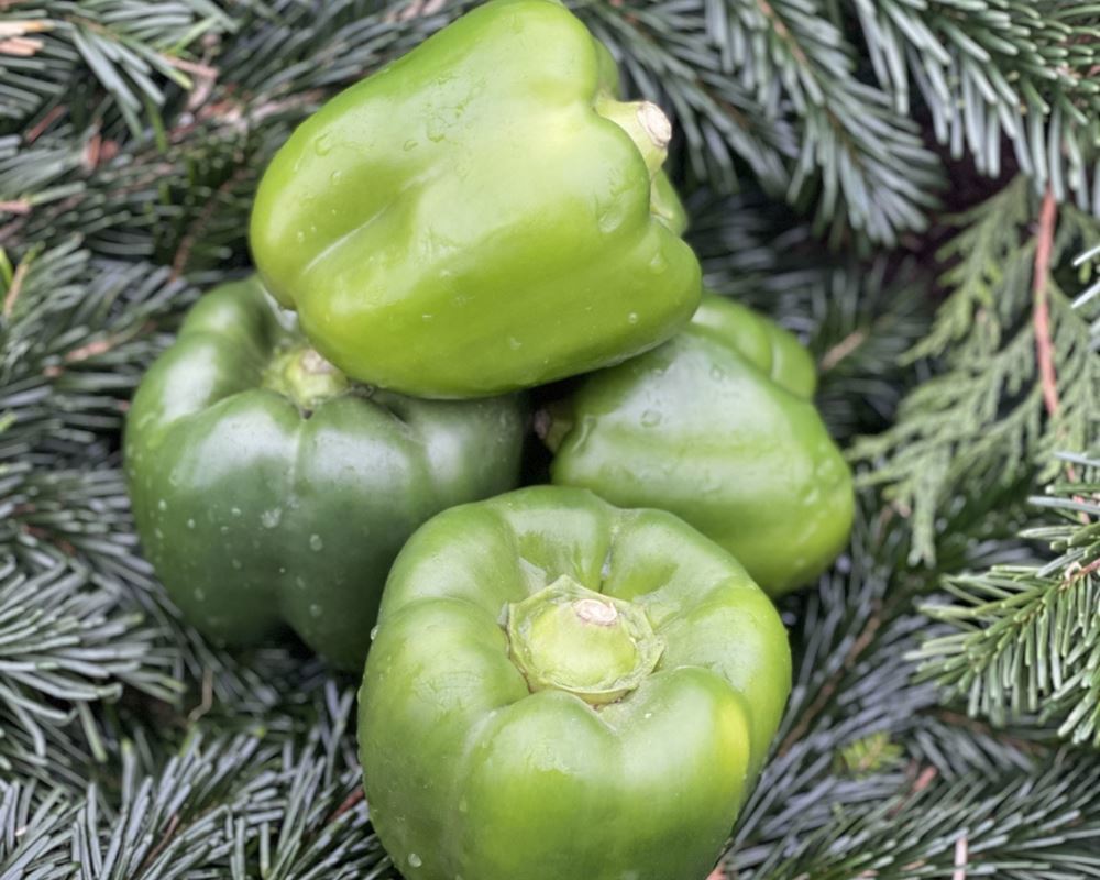 Pepper, Green - approx 450/500g - Organic