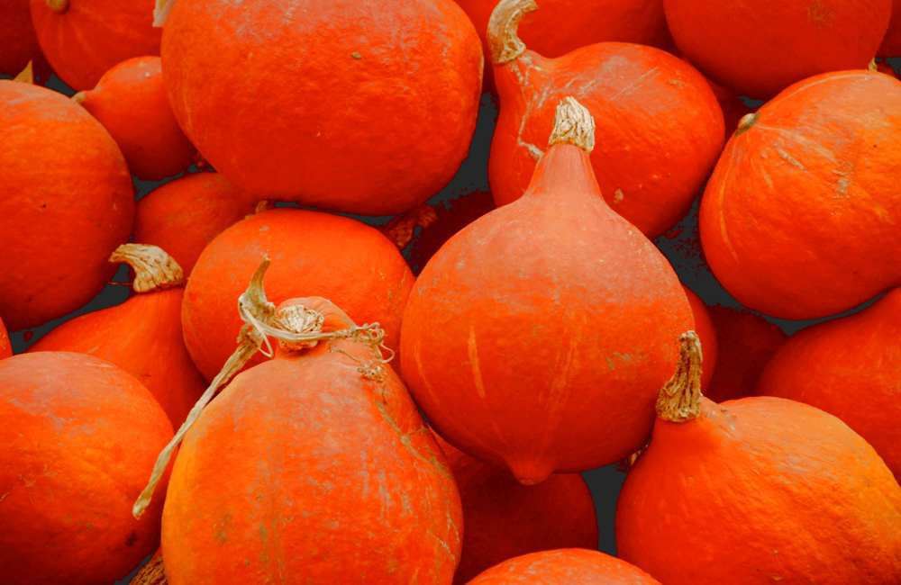 Squash - Red Kuri (Spain)