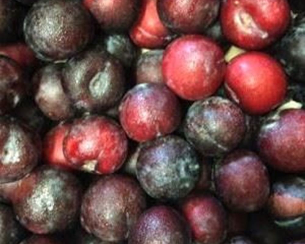 Plums- Red Beauty