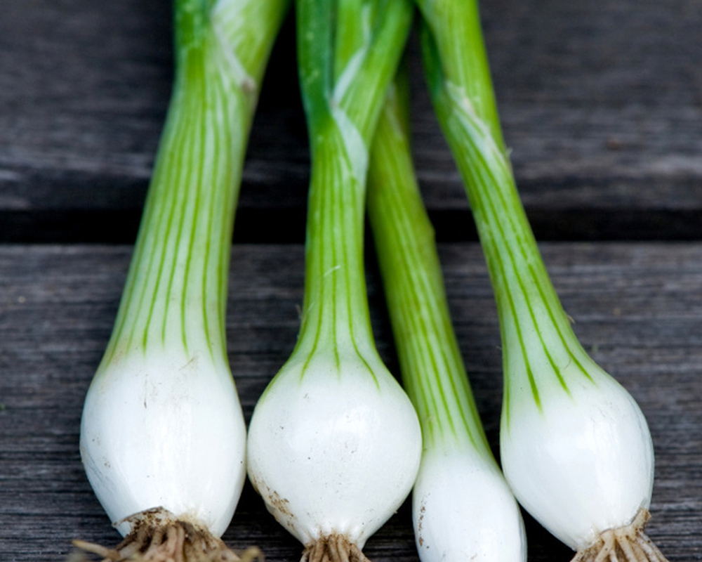 Spring Onions SCOT (bunch)