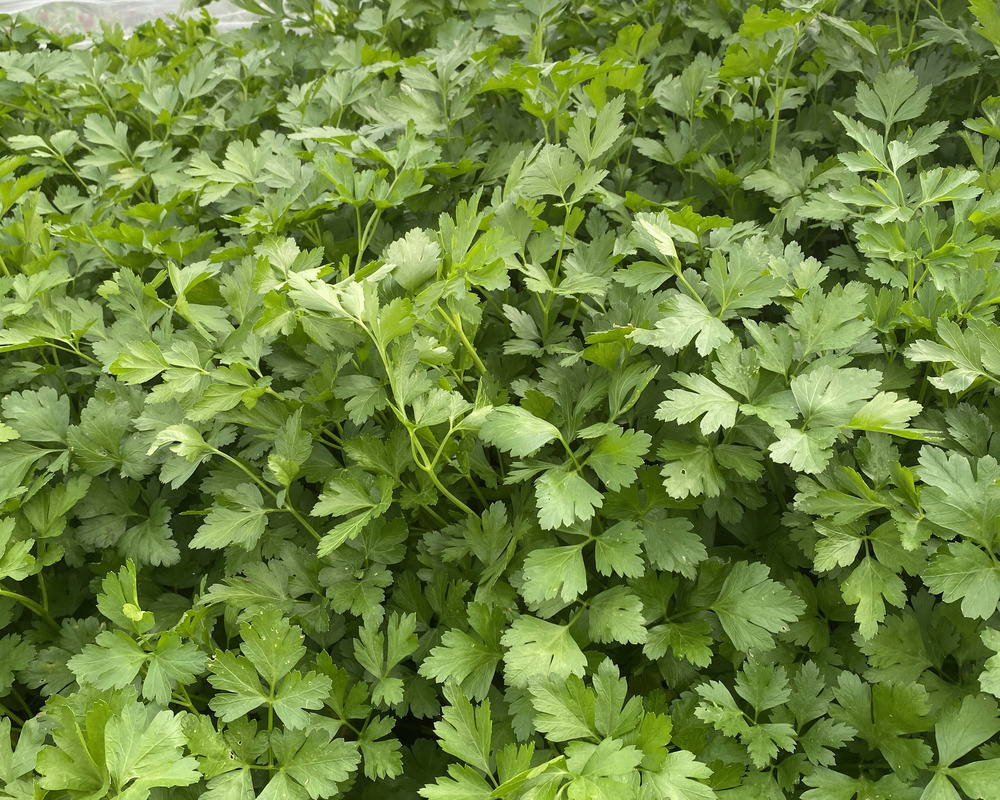 Parsley