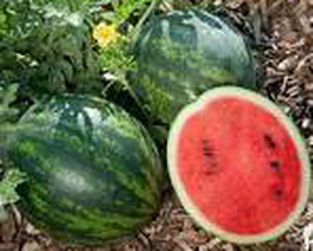 Melon - Organic Mini Watermelon