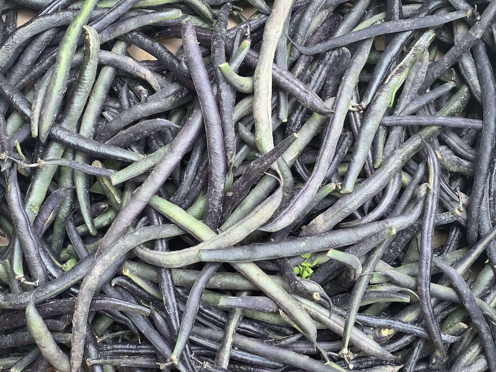 Organic French Beans Purple (250g)