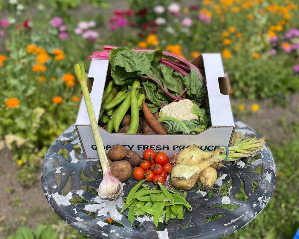 Vegetable box - Medium