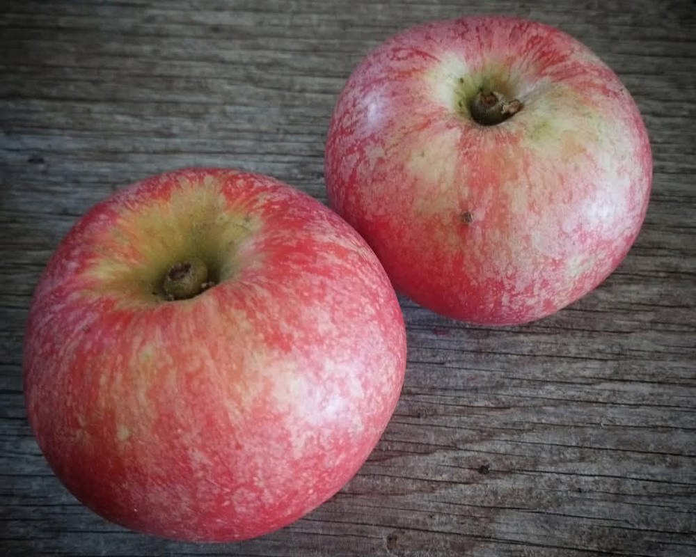 Crimson Beauty of Bath Apples