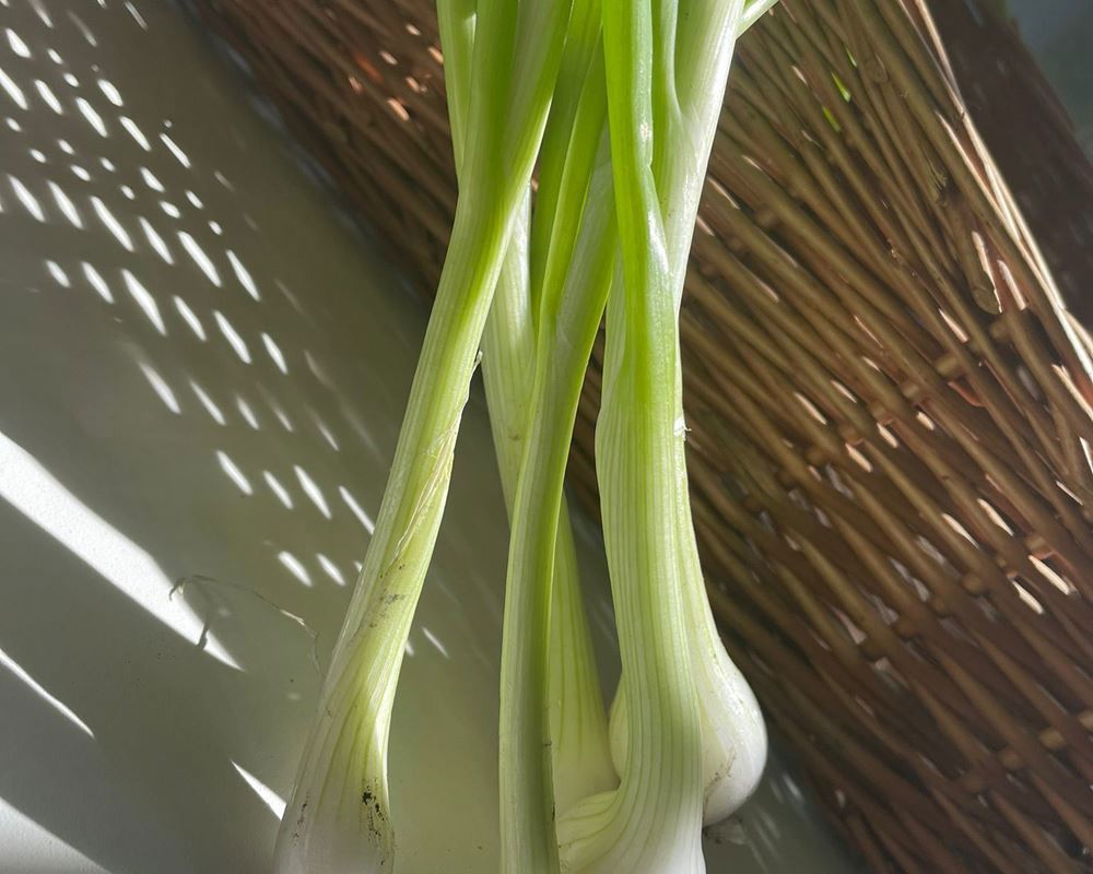 Spring onion