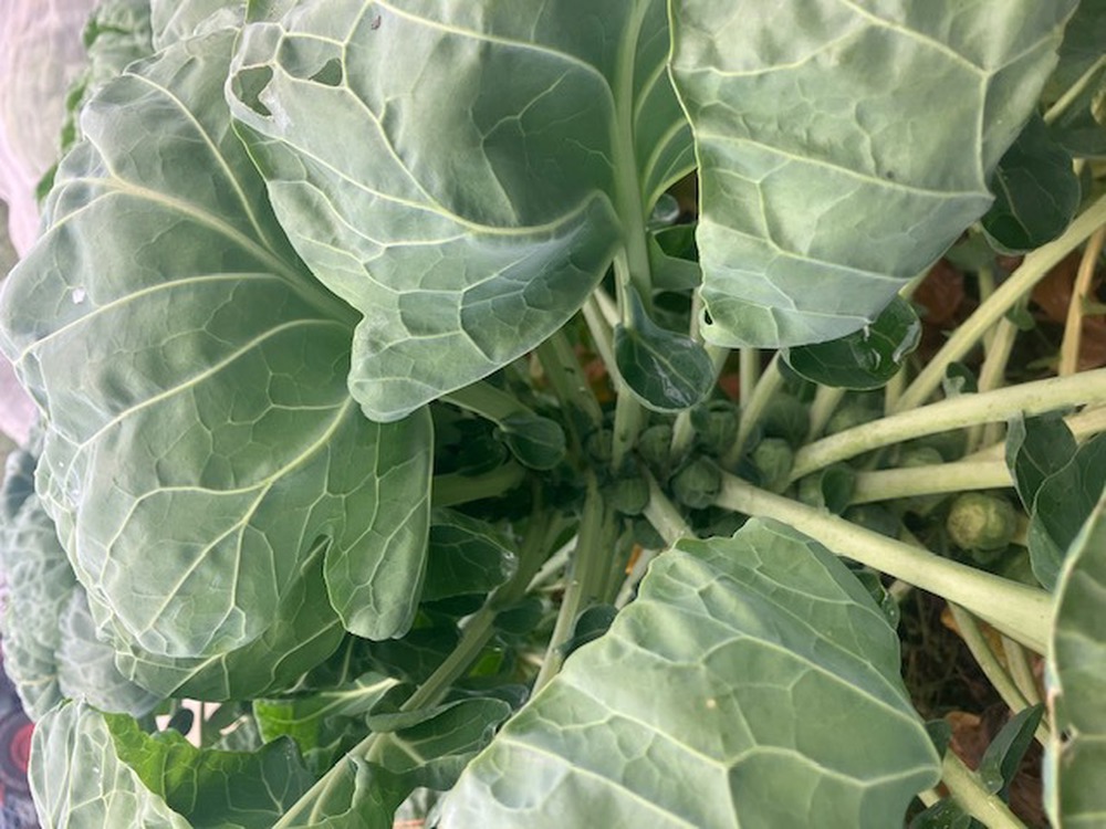 vBrussels Sprouts Stalks