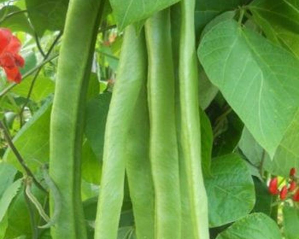 Beans (Runner)