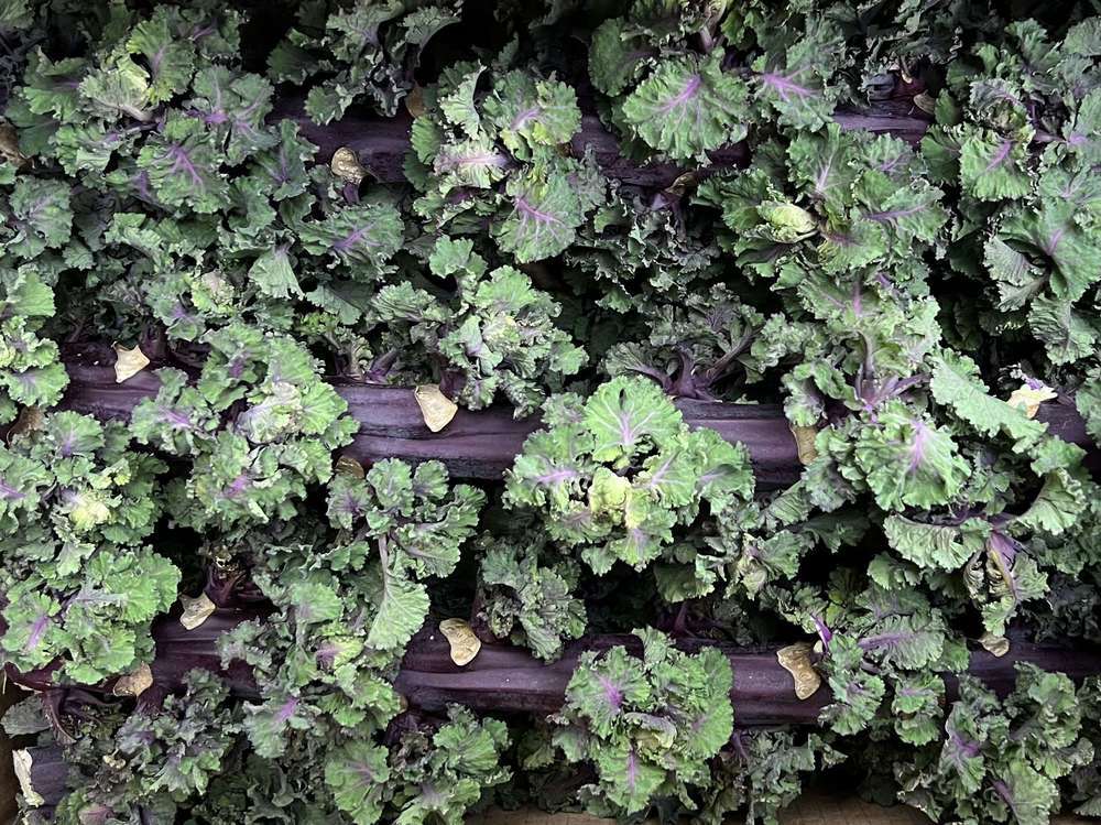 Organic Kalette Stalk