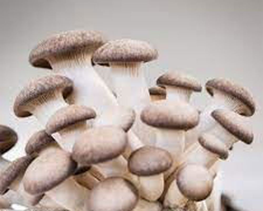 Mushroom: Black Pearl