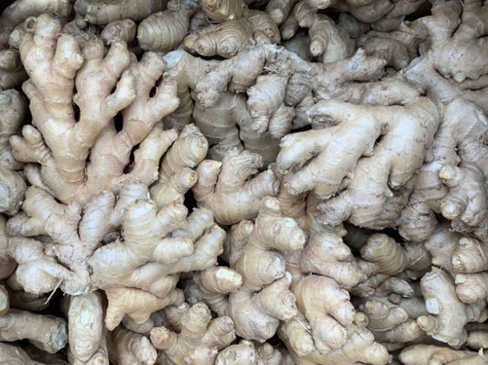 Ginger Root (Peru)