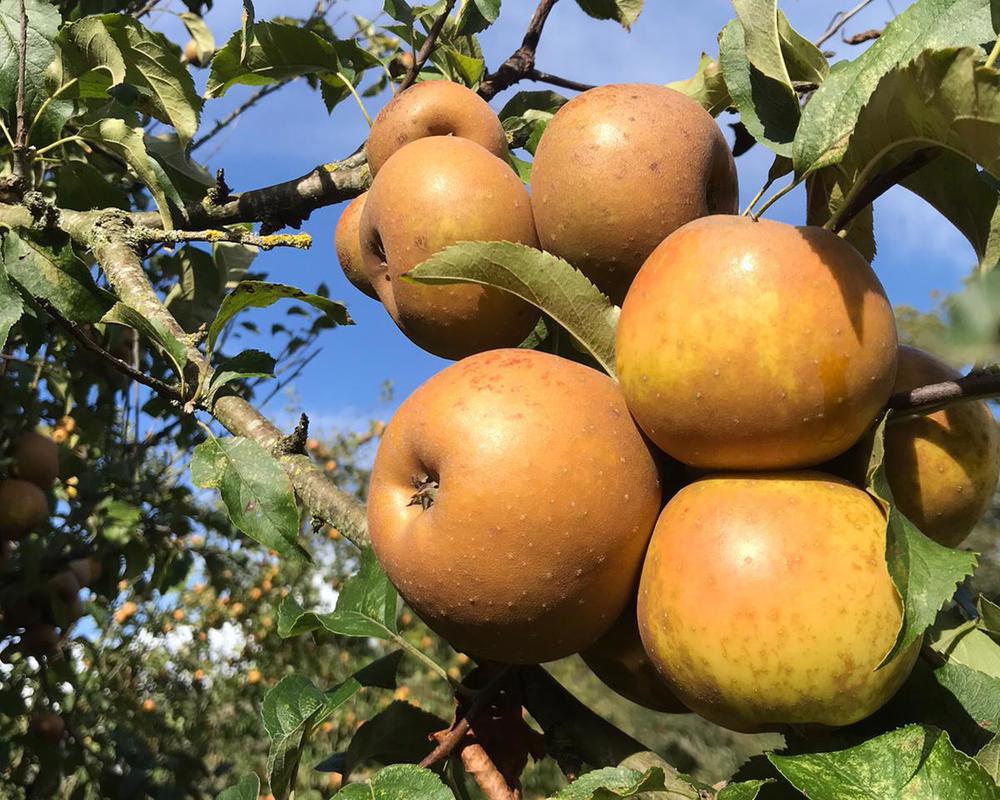 Apples - Russet
