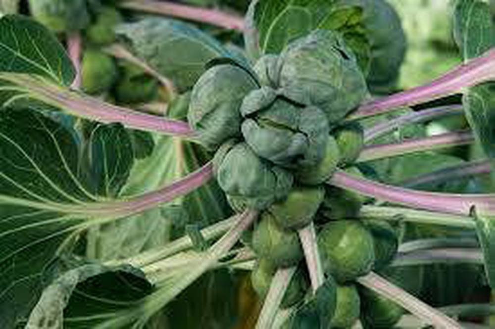 Brussels Sprout (1lb)