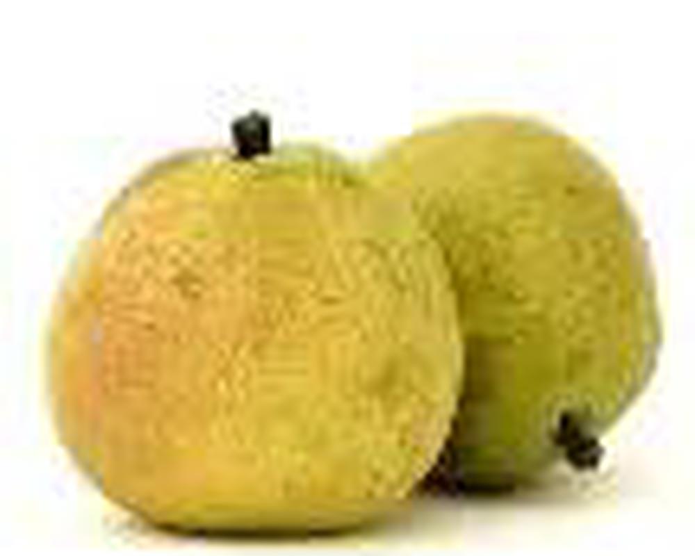 Pear Anjou