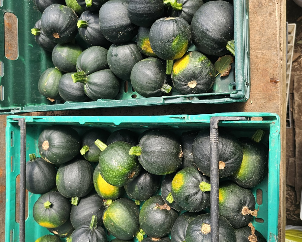 Gem Squash