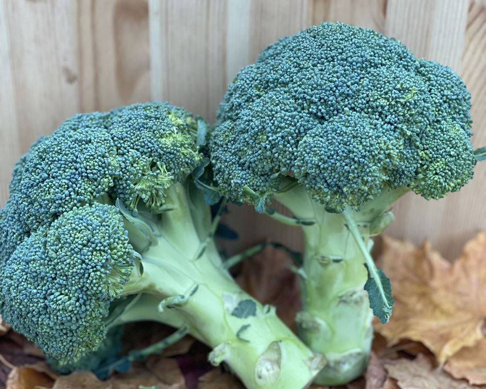 Broccoli Head - approx 500g - Organic
