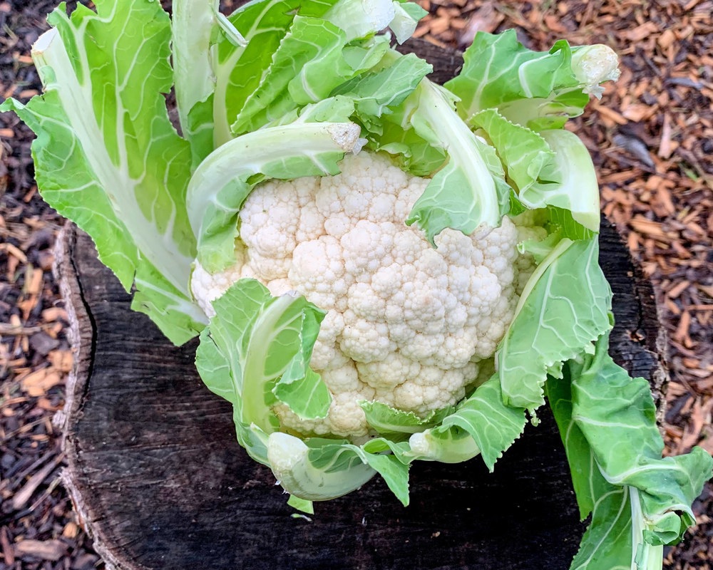 Organic Cauliflower