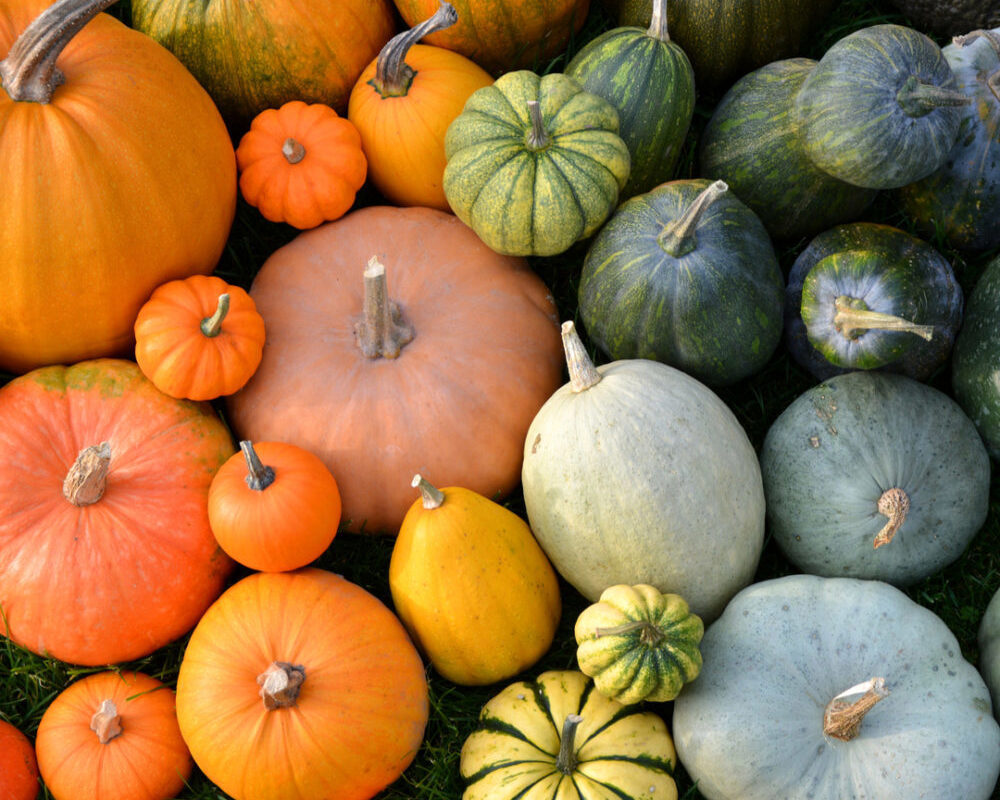 Organic UK Winter Squash