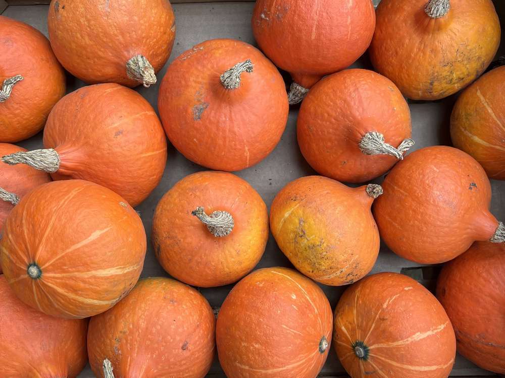 Organic Red Kuri Squash