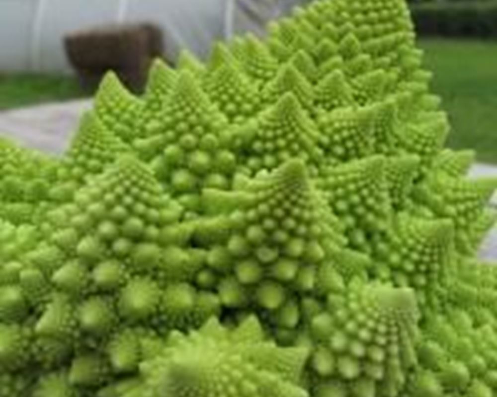 Cauliflower - Romanesco Organic UK