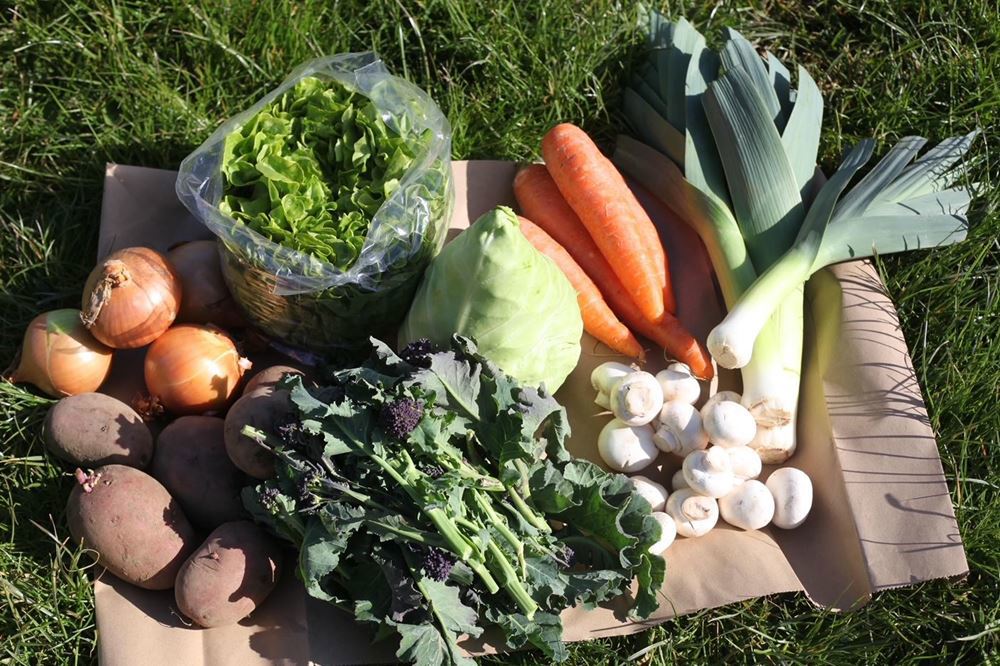 Medium Veg Box Organic